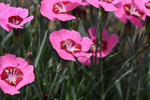 2025-06279168 Broad Meadow Brook, MA